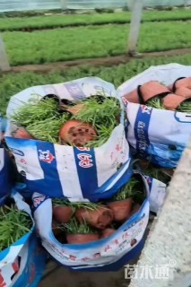 高度15厘米地被石竹