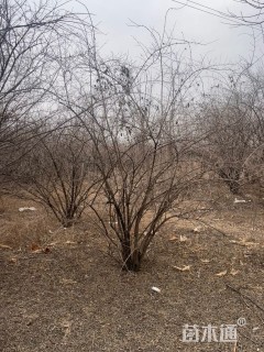 高度400厘米丛生金银木