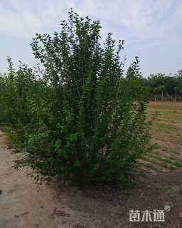 高度300厘米重瓣木槿