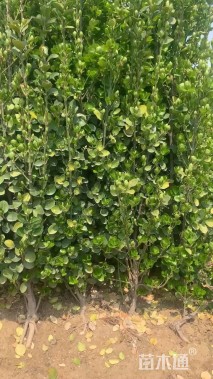 高度150厘米北海道黄杨