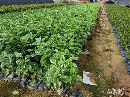 高度25厘米花叶假连翘