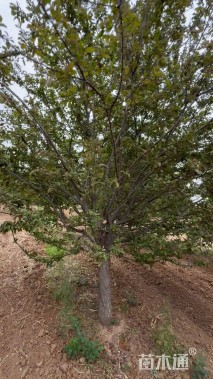 12公分绚丽海棠