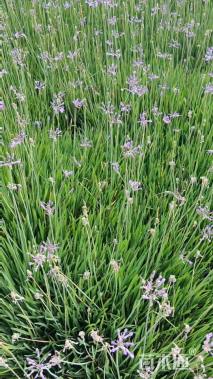 高度25厘米紫娇花