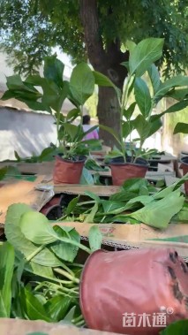 高度40厘米无尽夏绣球