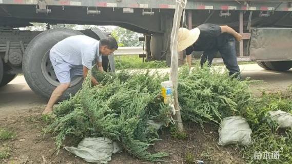 高度30厘米铺地柏