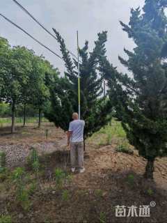高度300厘米龙柏柱