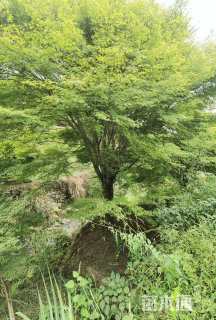 29公分鸡爪槭