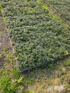 高度15厘米麦冬