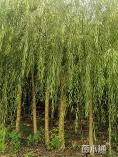 4.8公分青皮垂柳