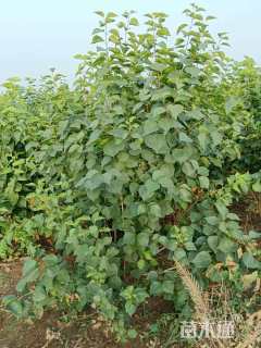 高度80厘米蜡梅