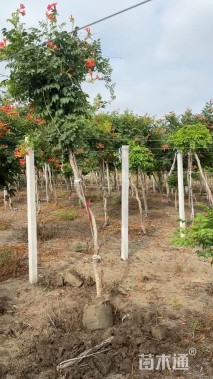 250厘米美国凌霄