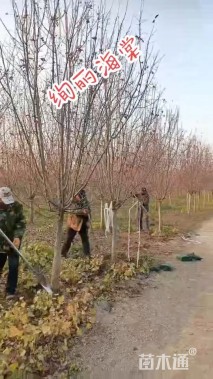 11公分绚丽海棠