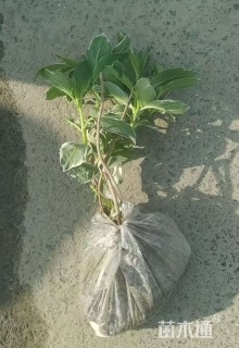 高度20厘米八仙花