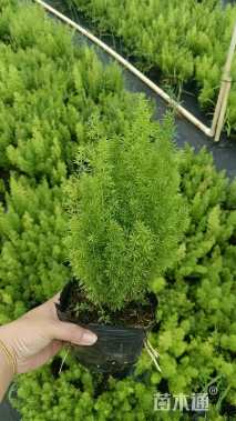 高度20厘米狐尾天门冬