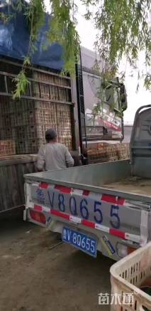 高度25厘米紫菀