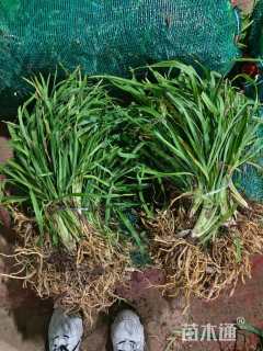 高度30厘米金娃娃萱草