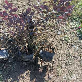 高度35厘米红花继木