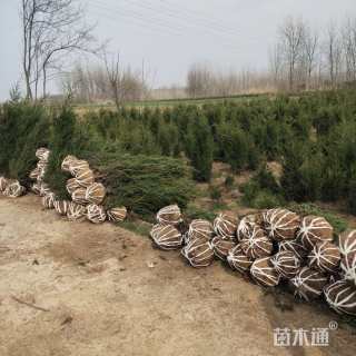 高度100厘米塔柏