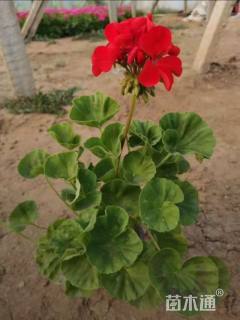 高度20厘米天竺葵