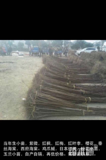 高度60厘米红叶李小苗