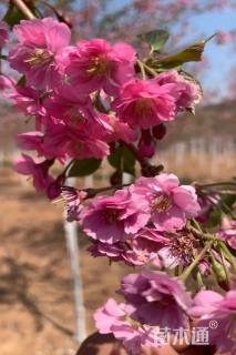 15公分优雅美雪樱