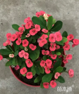 高度10厘米虎刺梅