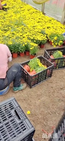 高度30厘米金鱼草