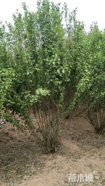 高度230厘米丛生木槿