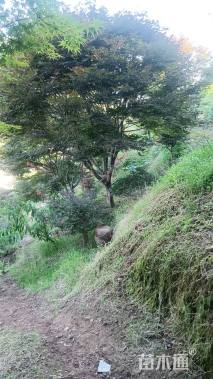 18公分中国红枫