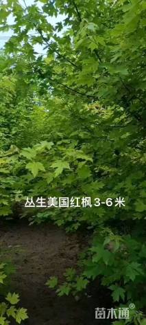 高度400厘米丛生美国红枫
