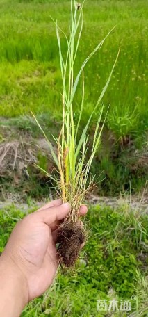 高度30厘米莎草