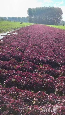高度30厘米紫花酢浆草