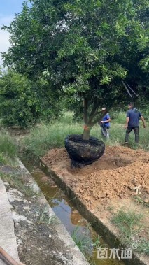 18公分(3杆)丛生香橼