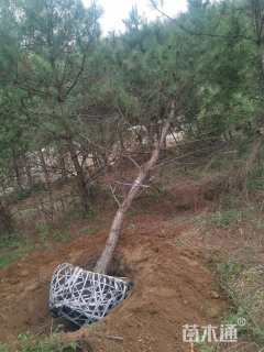 高度500厘米油松