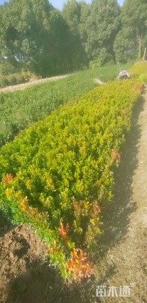 高度25厘米瓜子黄杨