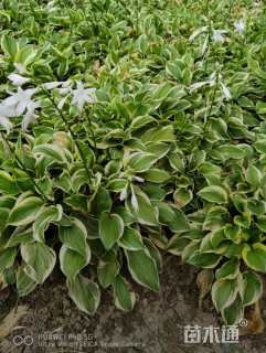 高度20厘米金边玉簪