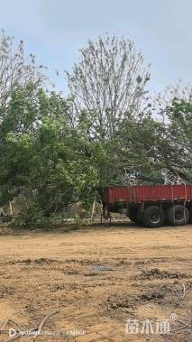 50公分(4杆)丛生乌桕