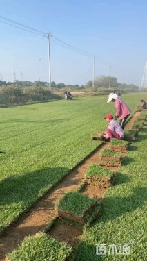 草卷状马尼拉草