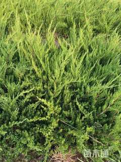 高度40厘米龙柏