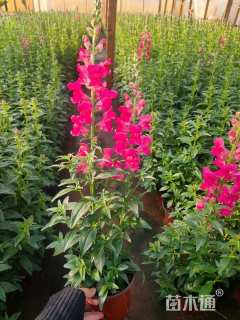 高度40厘米金鱼草