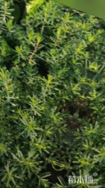 高度15厘米宿根亚麻