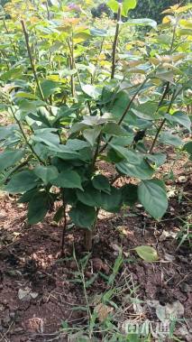 高度50厘米三角梅