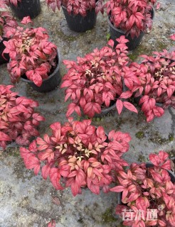 高度30厘米火焰南天竹