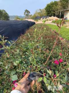 高度30厘米月季