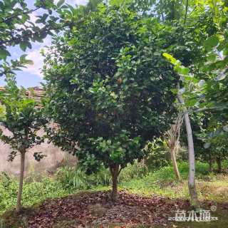 高度180厘米茶花