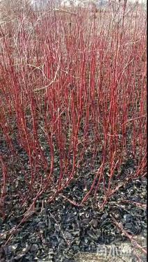 高度50厘米红瑞木