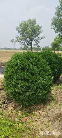 冠幅180厘米大叶黄杨球