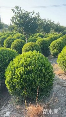 冠幅50厘米瓜子黄杨球