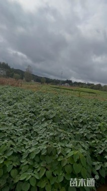 高度80厘米山桐子小苗