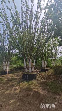 高度900厘米丛生三角枫